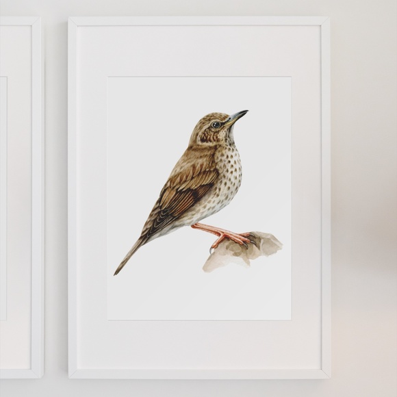 Song Thrush Bird Wall Art Watercolor Illustration Print Poster Card Unframed - Picture 3 of 7